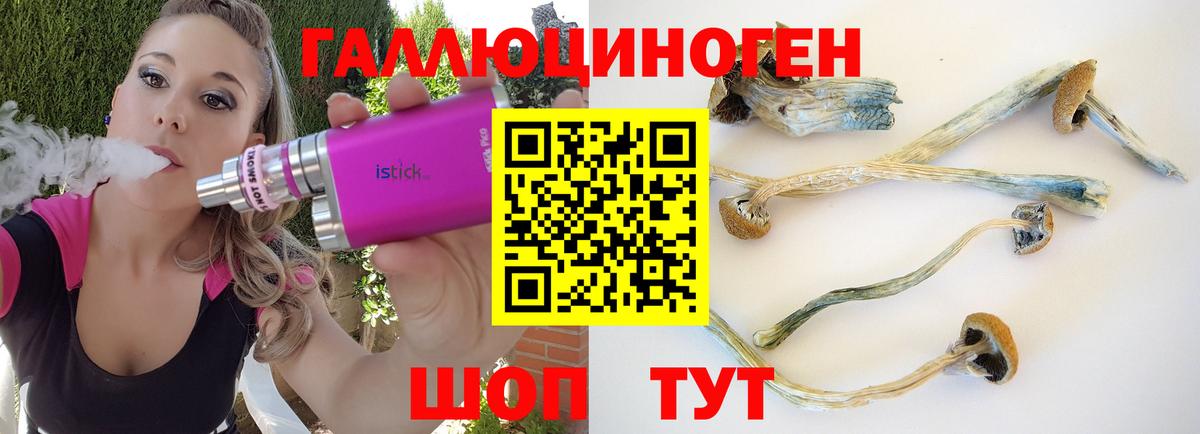 Галлюциногенные грибы Psilocybe Великие Луки